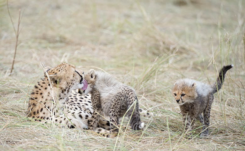 gepardit_dsc4720_jouni-klinga_780