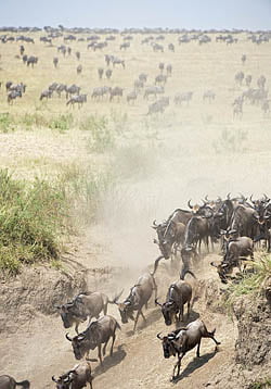 gnu_migration_dsc4067_jouni-klinga_250