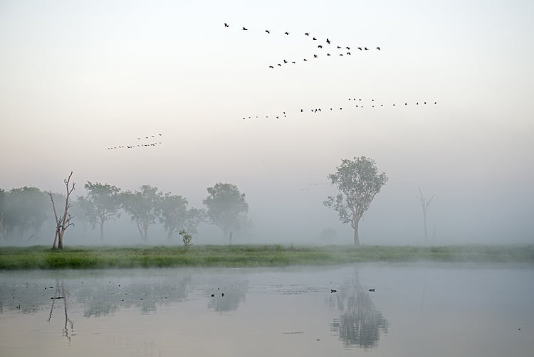 Hanhiaurat