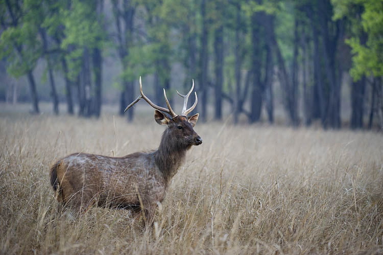 sambar_750