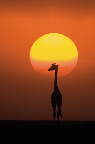 kirahvi_2_artikkeli_web