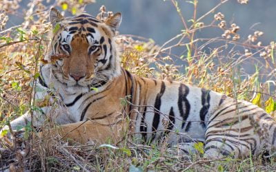 Intian tiikerisafari 26.3.-7.4.2026