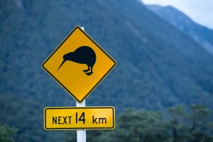 Kiwi_DSC_0130_1024