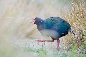 Takahe_DSC_8879_1024