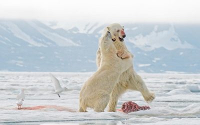 Huippuvuoret ja jääkarhut 16.-27.5.2026