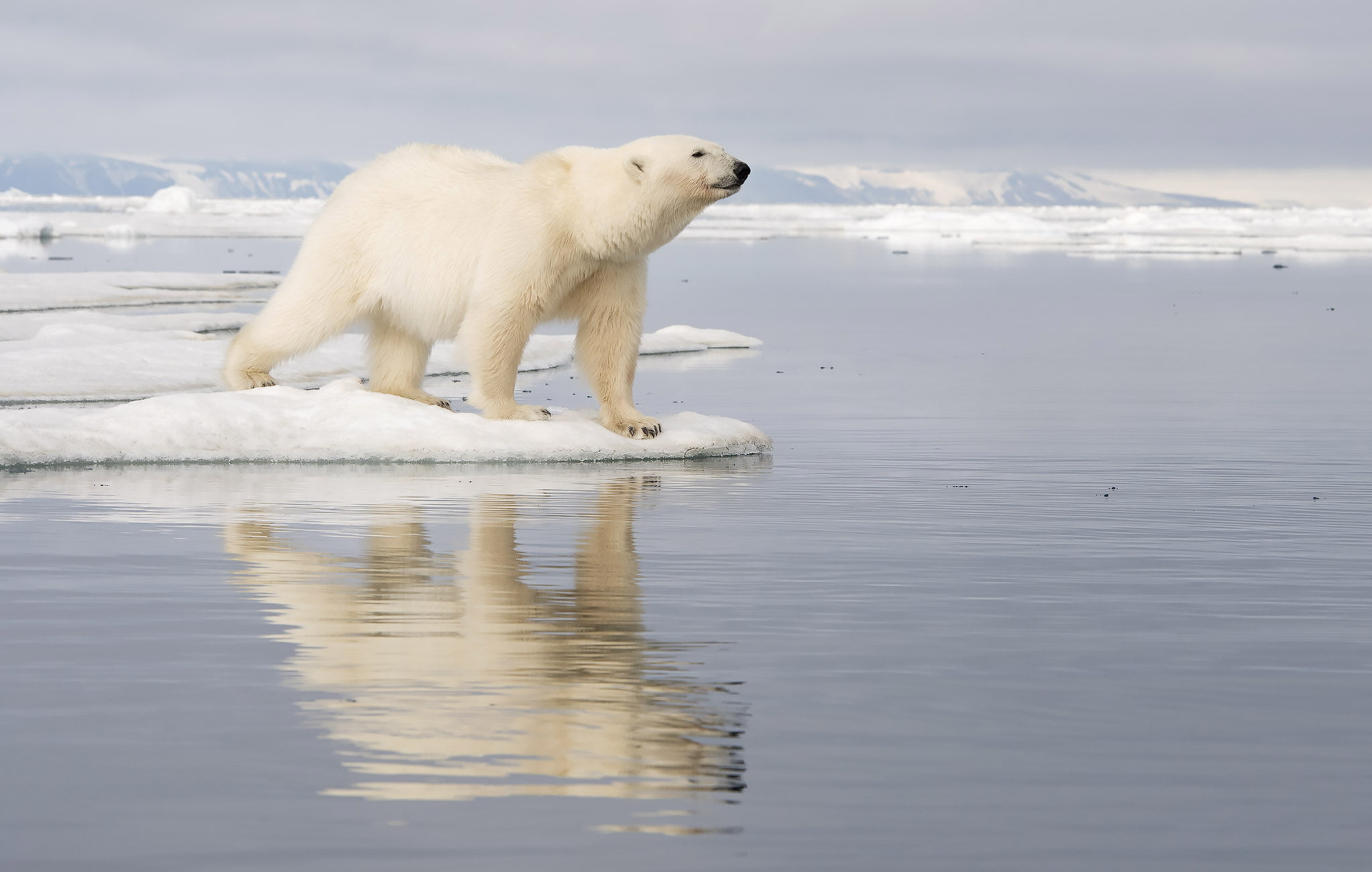 Uutiskirje_06_2019_Jaakarhu_DSC7748_2048