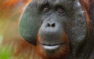 Indonesian kiertomatka ja orangit 8.-23.5.2026