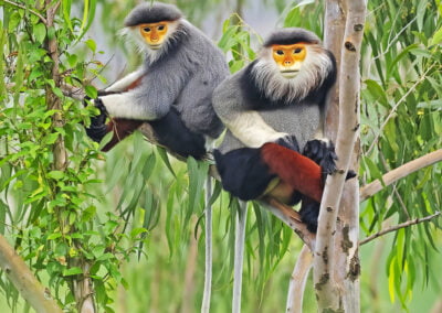 Herttua-apina