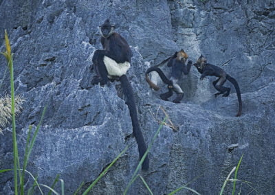 Tonkininlanguri