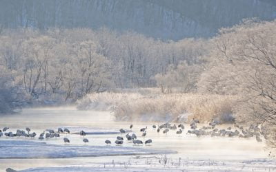 Japanin lumiapinat ja mantsuriankurjet n. 15.-28.2.2026