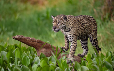 Brasilian kiertomatka 21.8.-5.9.2026