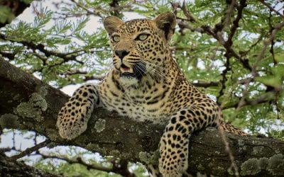 Kenian valokuvaussafari 1.-10.1.2027