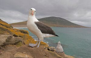 Falklandinsaarten kiertomatka: Mustakulma-albatrossi