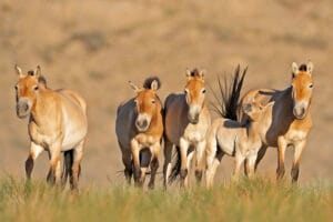 Mongolian kiertomatka: Przewalskinhevoset