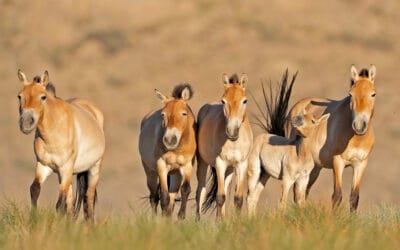 Länsi-Mongolian kiertomatka 25.7.-4.8.2026