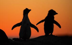 Falklandinsaarten kiertomatka: Kalliotöyhtöpingviini