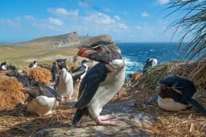 Falklandinsaarten kiertomatka: Kalliotöyhtöpingviini