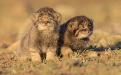 Mongolian kiertomatka 18.7.-4.8.2026