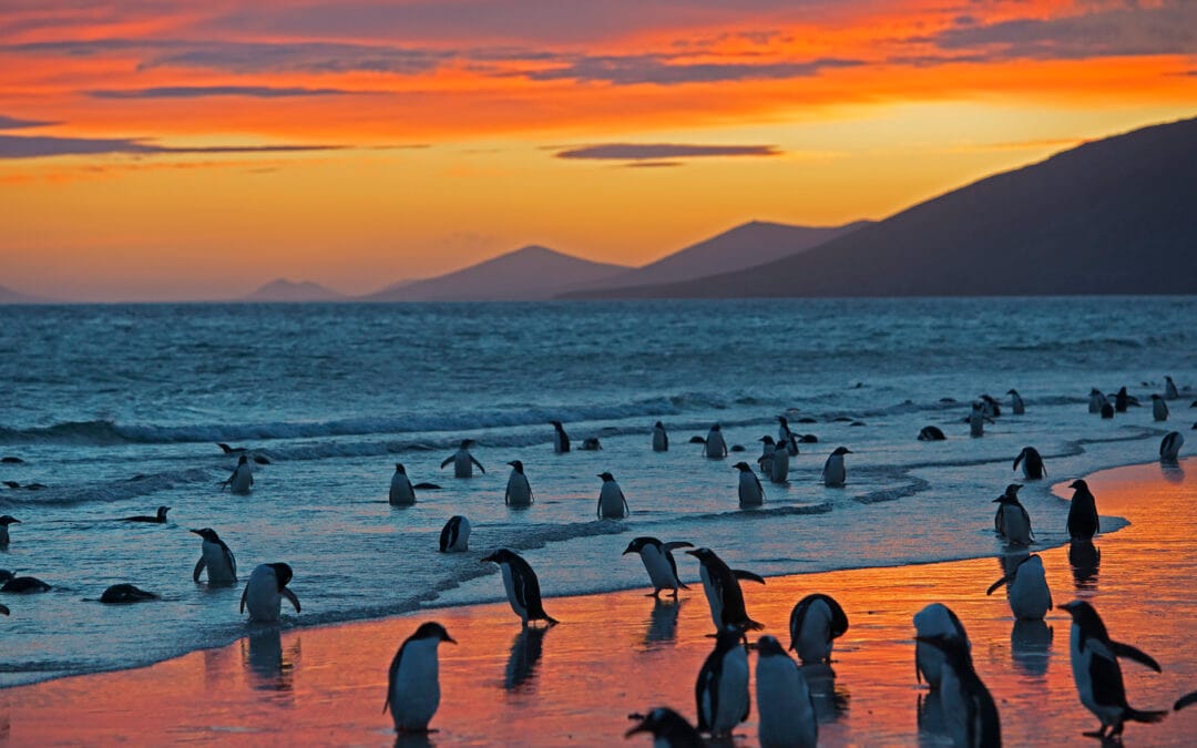 Falklandinsaaret 20.11.-8.12.2025