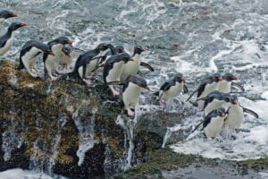 Falklandinsaarten kiertomatka: Kalliotöyhtöpingviini