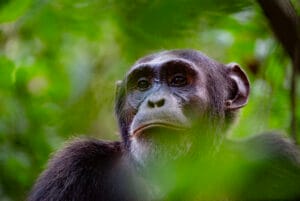Ugandan ja Ruandan kiertomatka