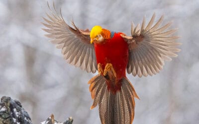 Kiinan kiertomatka 2.-18.11.2026