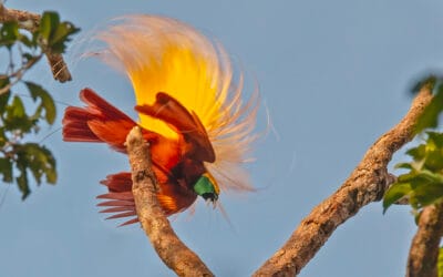 Papua-Uusi-Guinea. Syyskuu 2027