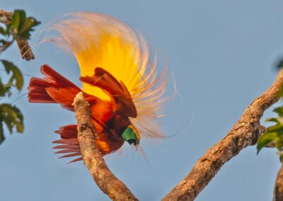Papua-Uusi-Guinean kiertomatka. Isoparatiisilintu.