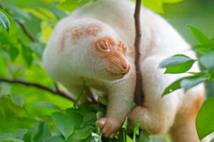 Papua-Uusi-Guinea: Täpläkuskus