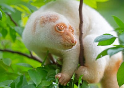 Papua-Uusi-Guinea: Täpläkuskus