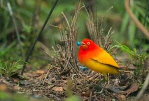 Papua-Uusi-Guinea: Tulihuntulavastaja