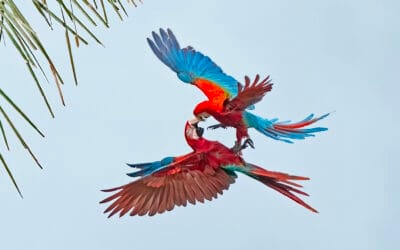 Perun kiertomatka. Syksy 2027: Andeilta Amazonille