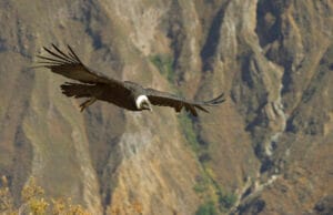 Perun kiertomatka: Colca canyon, andienkondori