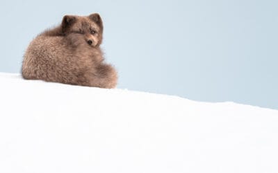 Islanti & naalit 1.-7.4.2026