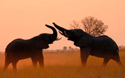 Botswana & Viktorian putoukset 28.3.-11.4.2026