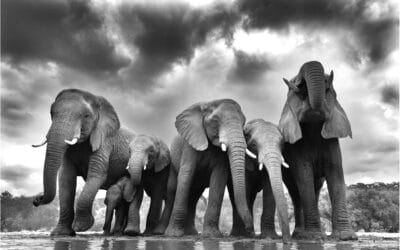 Afrikan safarit: Zimangan piilokojut 22.11.-2.12.2025