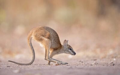 Australian suuri kiertomatka 20.8.-12.9.2026 | Post-tour 11.-16.9.2026