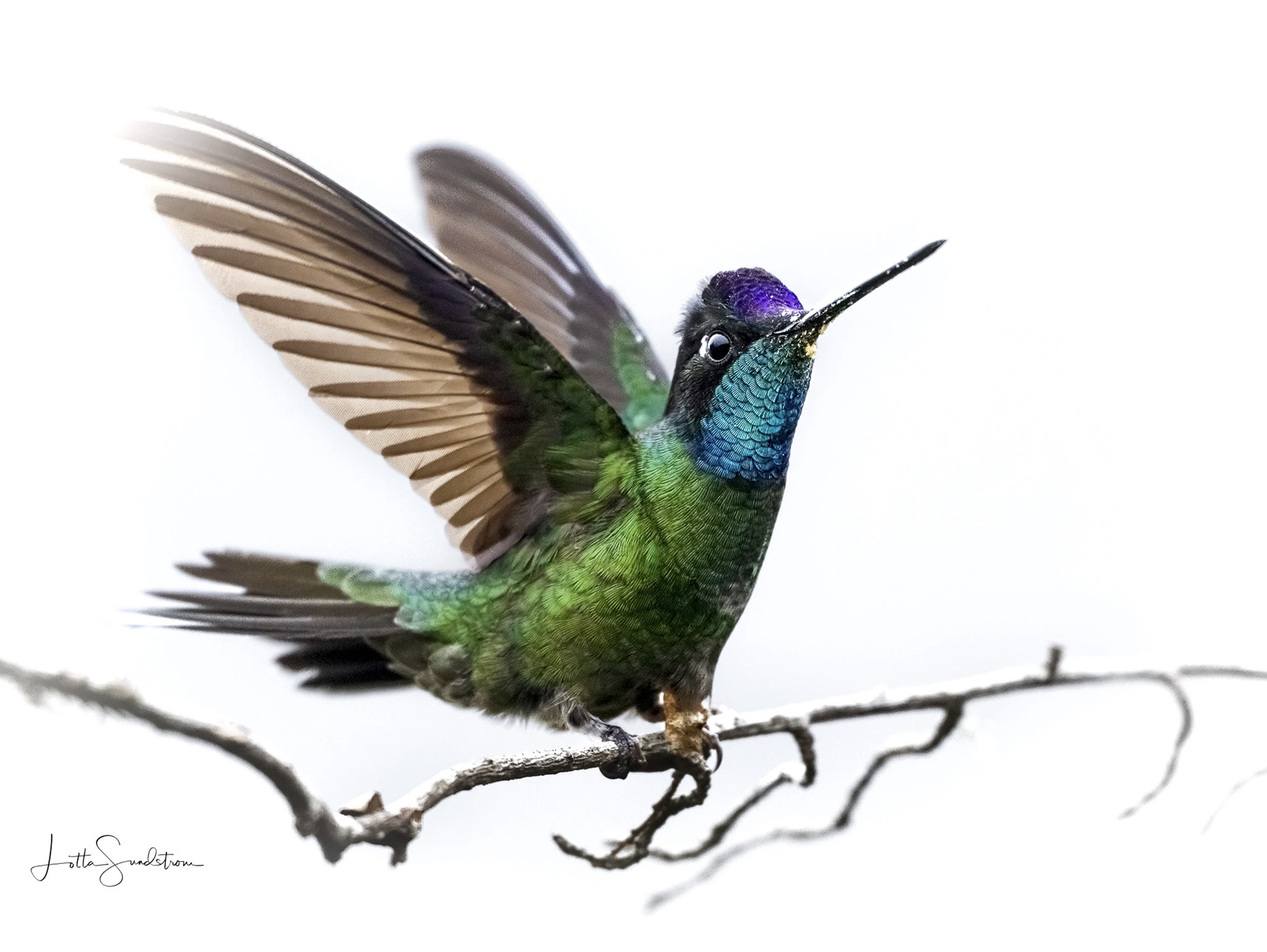 Luontomatka: Costa Rican kiertomatka