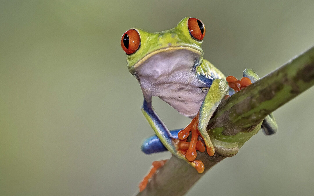 Costa Rican kiertomatka: linnut & sammakot 8.-21.11.2026