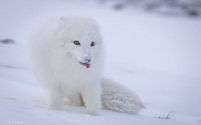 Huippuvuorten naalit talvella 26.-30.3.2027