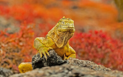Galapagossaaret & Ecuador 1.-13.12.2026