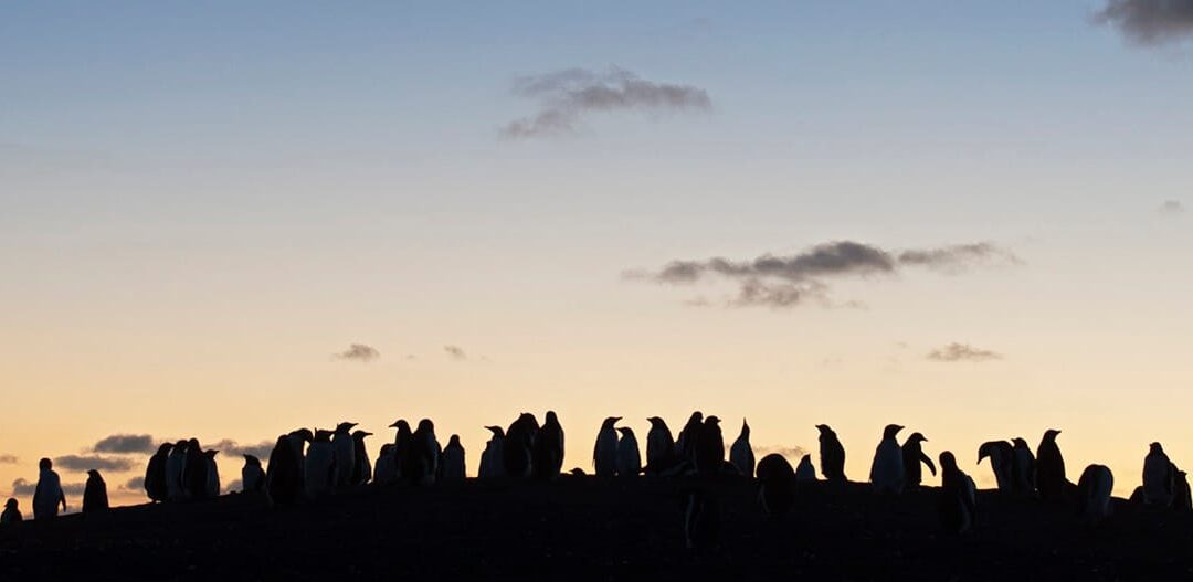 Falklandinsaarten kiertomatka: Valkokulmapingviinit