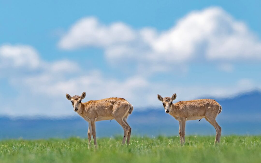 Saiga-antiloopit