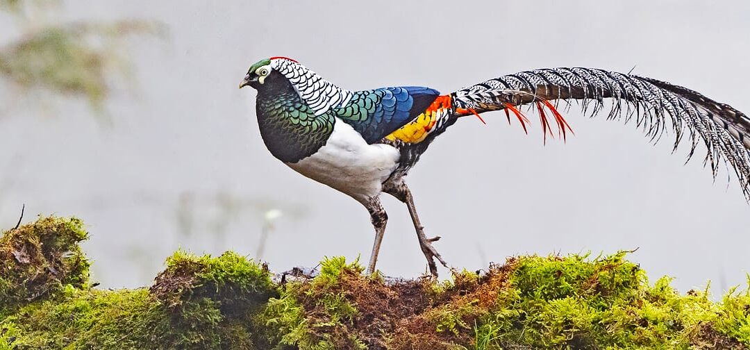Fasaani