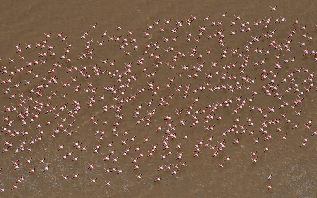 Flamingot_DSC4385_2048