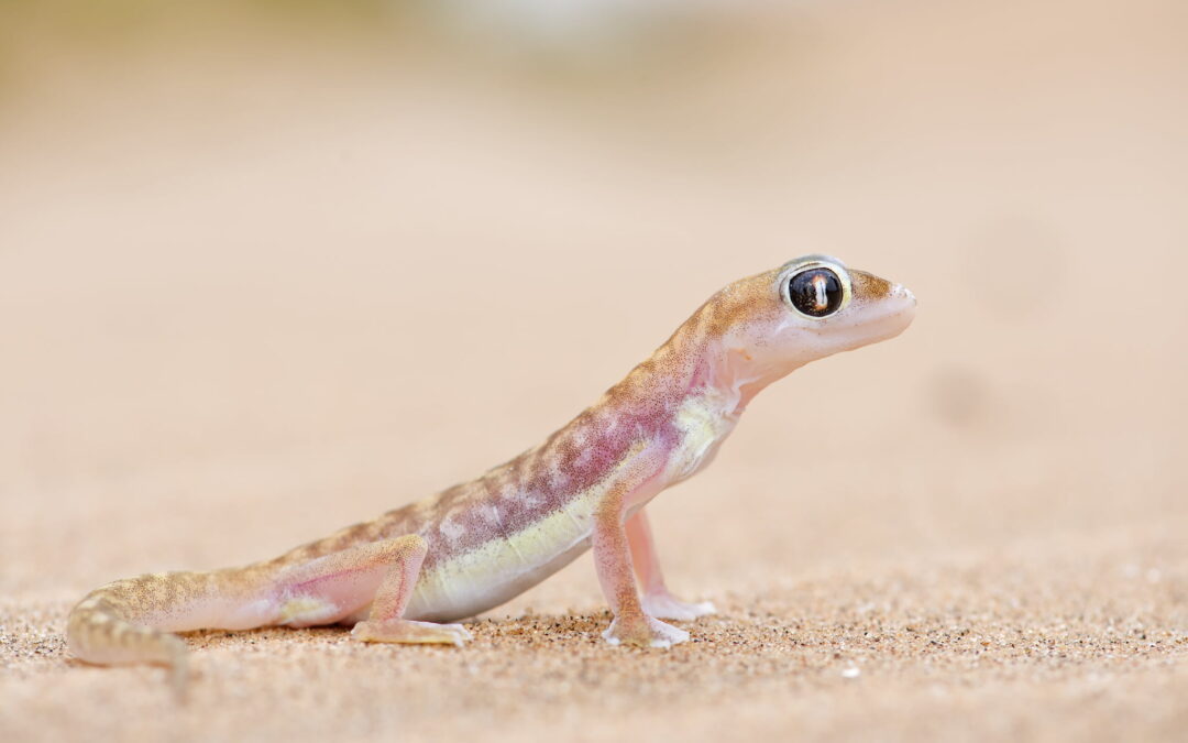 Gekko_DSC2322_2048