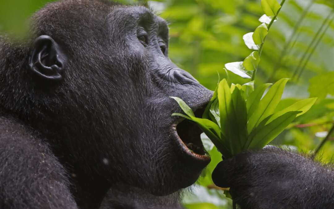 Gorilla_21cm