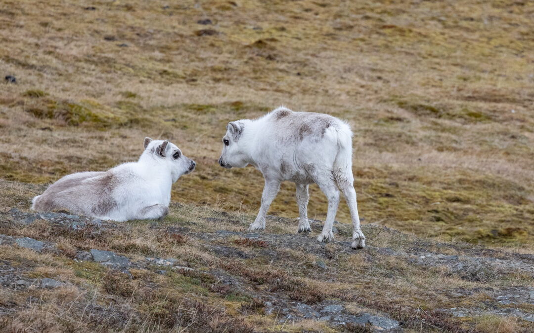 Huippuvuortenpeura_TerhiPaavola