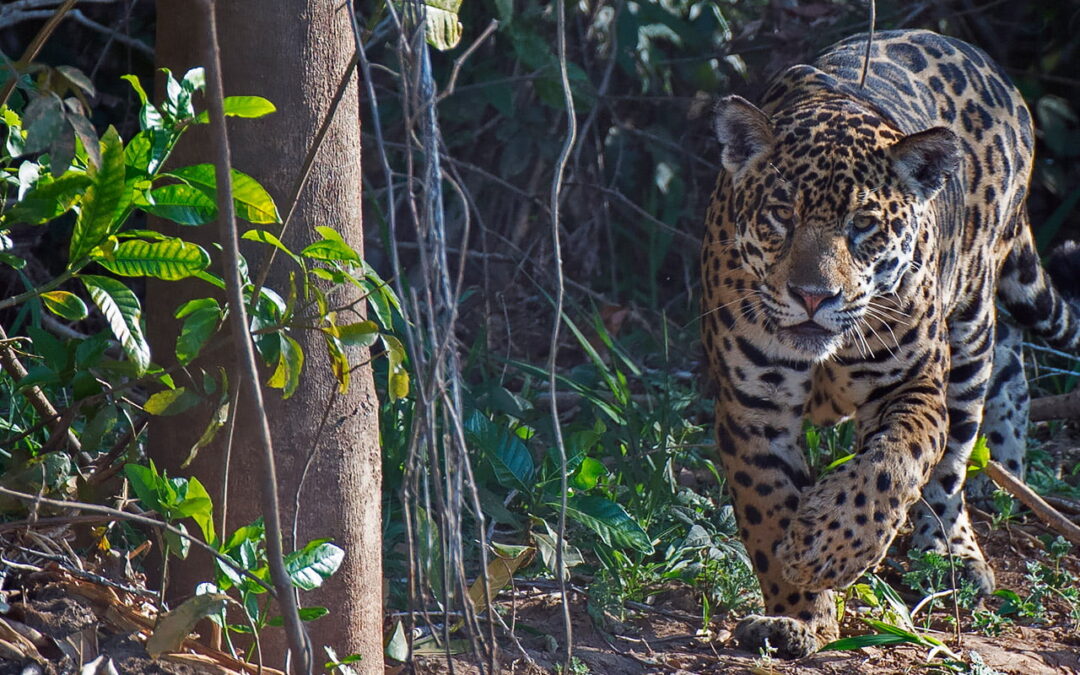 Jaguaari_JKL6242_fw_slider
