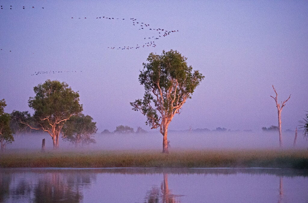 Kakadu_DSC9974_galleria_web